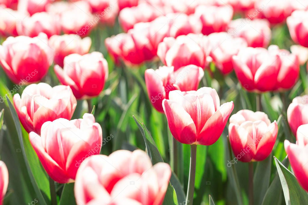 Flower bed of beautiful tulips. Beautiful spring tulips flowers in park. Sunny day