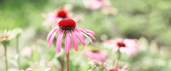 Equinácea purpurea en el jardín. Flor medicinal para mejorar la inmunidad. Enfoque selectivo — Foto de Stock