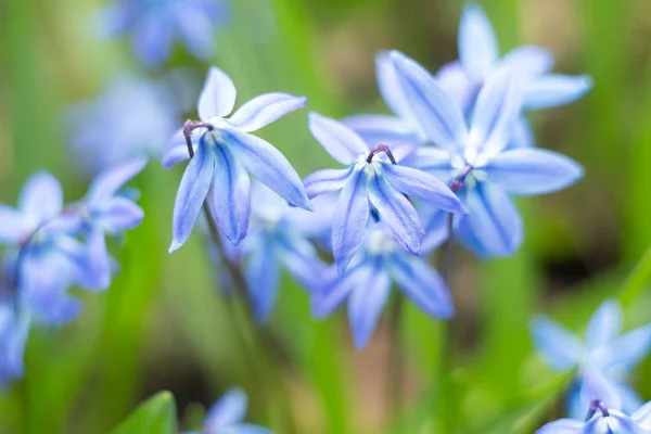 Bloemen achtergrond met blauwe bellen bloemen. Selectieve focus. Close-up — Stockfoto