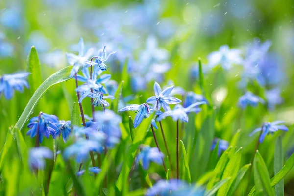 Flores de campanas azules bajo gotas de lluvia. Hermoso fondo de primavera. Enfoque selectivo —  Fotos de Stock