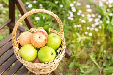 Tahta bahçe sandalyesinde yeşil ve kırmızı elmalı sepet ve güneş ışığı. Hasat zamanı. Organik yiyecekler