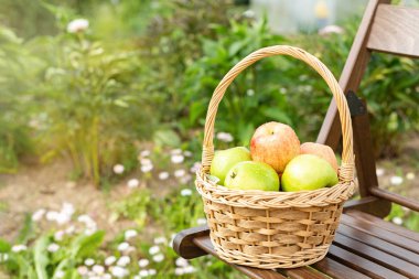 Ahşap bahçe sandalyesinde yeşil ve kırmızı elmalı hasır sepet. Hasat zamanı. Yakın plan. Güneş parlaması