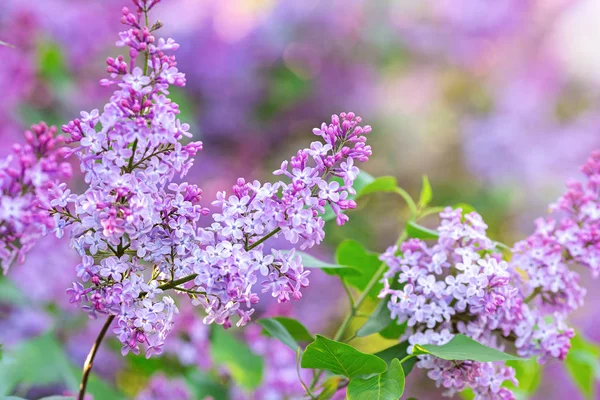 ライラックの春の花の束。庭に美しい紫色のライラックの花を咲かせ、閉じます。春の花 — ストック写真