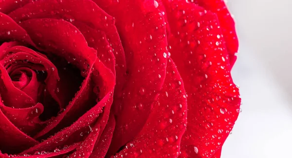 Kronblad av röd ros med vattendroppar. Närbild — Stockfoto