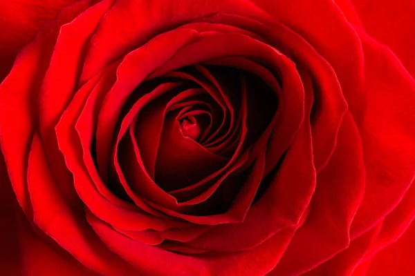 Macro di primo piano di una rosa rossa — Foto Stock