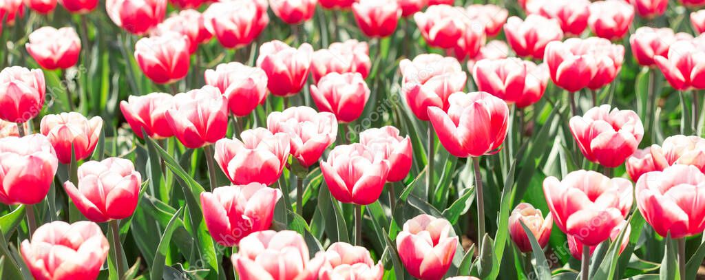 Beautiful pink and white tulips flowers in park. Spring nature background. Web banner