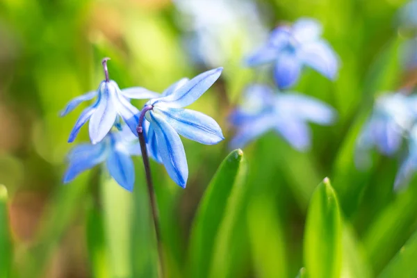 Foto de cerca de flores de campanas azules. Hermoso fondo de primavera. Enfoque selectivo —  Fotos de Stock