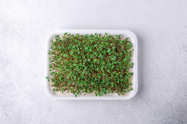 Taze mikro yeşiller yakın plan. Mikro yeşil hardal filizi. Mikroçimler büyüyor. Sağlıklı beslenme konsepti. Üst görünüm