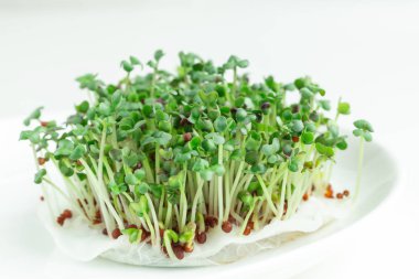 Taze mikro yeşiller yakın plan. Mikro yeşil hardal filizi. Mikroçimler büyüyor. Sağlıklı beslenme konsepti. Beyaz arkaplan.