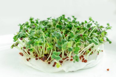 Pencere kenarında salata. Mikroçimler büyüyor. Vejetaryen ve sağlıklı beslenme konsepti. Beyaz arka plan. Yakın plan. Boşluğu kopyala
