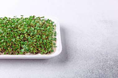 Growing mustard sprouts for healthy eat. Fresh micro greens closeup on plate. Healthy eating concept. White background.