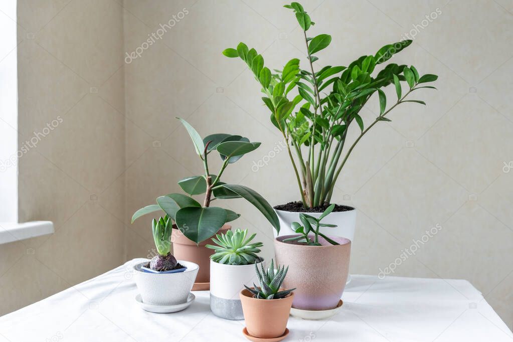 Various plants in different pots on table. Indoor garden home. Geen garden in the room