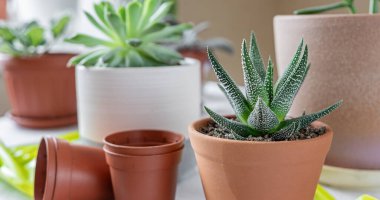 Masadaki farklı saksılarda çeşitli bitkiler. Seramik bir tencerede Haworthia. Kapalı bahçe evi kavramı.