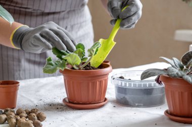 Kadın bahçıvan nakli menekşesi. Ev bahçe işleri ve saksıya çiçek ekme kavramı, ev dekorasyonu.