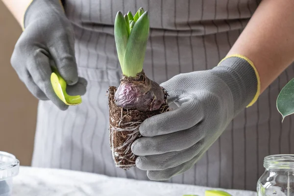 Woman gardener hands holding hyacinth. Concept of home gardening and planting flowers in pot
