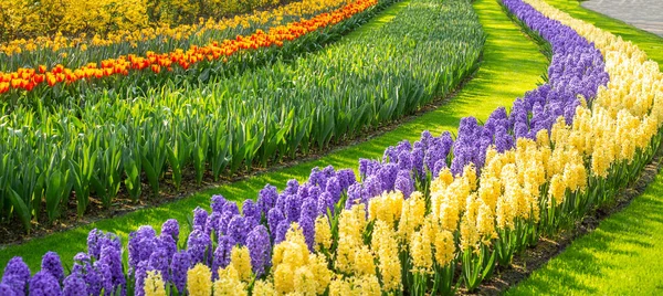 黄色と紫の美しいヒヤシンスの花壇。オランダ、ヨーロッパの公園のKeukenhofの花を咲かせます。 — ストック写真