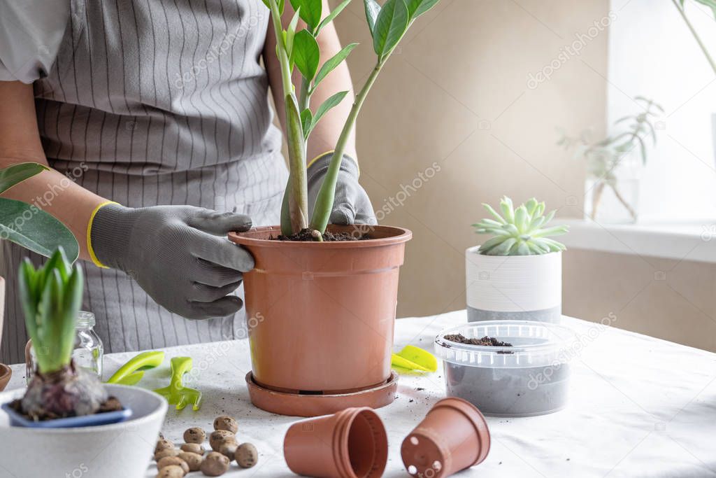 Woman gardener transplantion plants. Concept of home gardening and planting flowers in pot, plant home decoration