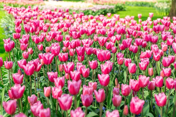 Aiuola di bellissimi tulipani. Bellissimi fiori di tulipani primaverili nel parco. Giornata di sole — Foto Stock