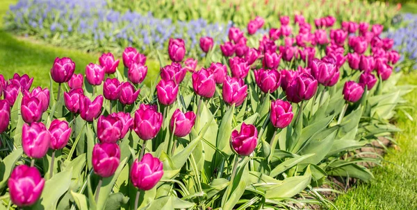 Aiuola di rosa bei tulipani. Prato verde. Bellissimi fiori di tulipani primaverili nel parco. Giornata di sole. Copia spazio per testo — Foto Stock