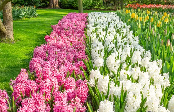 Aiuola di bianco e rosa bellissimi giacinti. Prato verde. Fiori in fiore nel parco Keukenhof nei Paesi Bassi, Europa — Foto Stock