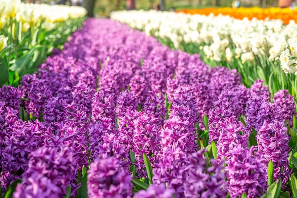 Primavera Sfondo Floreale Bellissimi Giacinti Viola Copia Spazio Immagine — Foto Stock