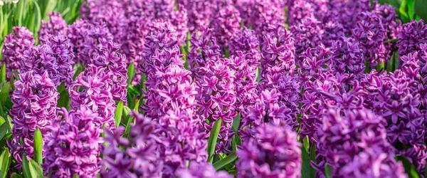 Květinové Jarní Pozadí Fialové Hyacinty Tradiční Velikonoční Květiny Velikonoční Pozadí — Stock fotografie