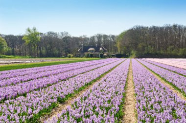 Çiçek açan sümbül tarlası. Mor sümbüller. Hollanda, Avrupa 'da güzel manzara - Görüntü