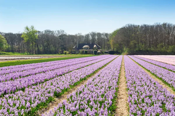 Çiçek açan sümbül tarlası. Mor sümbüller. Hollanda, Avrupa 'da güzel manzara - Görüntü