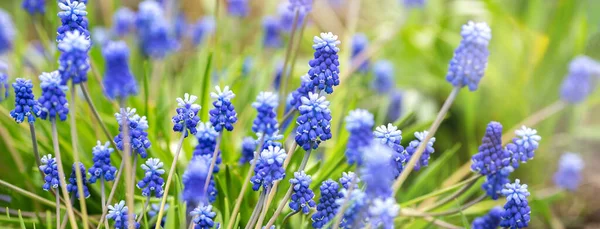 Voorjaarsspandoek Van Prachtige Druivenhyacinten Muscari Bloemen Voorjaarstuin Landschapspanorama Kopieerruimte Zonnestralen — Stockfoto