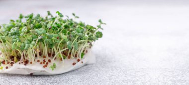 Pencere kenarında hardal var. Mikroçimler büyüyor. Vejetaryen ve sağlıklı beslenme konsepti. Yakın plan. Yatay pankart. Metnin için alanı kopyala - Resim