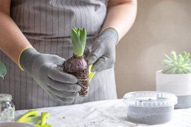 Kadın bahçıvan elleri sümbül tutuyor. Evde bahçıvanlık ve saksıya çiçek ekme kavramı. Yatay Pankart - Resim