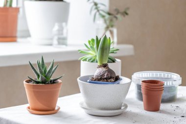 Masadaki farklı saksılarda çeşitli bitkiler. Seramik bir tencerede Haworthia. Kapalı bahçe evi kavramı. - Görüntü