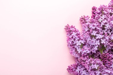 Pembe arka planda güzel mor leylak brançları. Üst Manzara. Metnin için alanı kopyala. Model - Resim