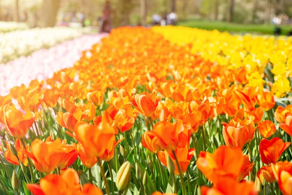 Kwiaciarnia Pięknych Czerwonych Tulipanów Piękne Wiosenne Tulipany Parku Efekty Promieniowania — Zdjęcie stockowe