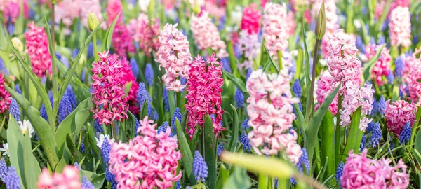 Fondo Floreale Primaverile Vari Giacinti Fiori Pasquali Tradizionali Sfondo Pasquale — Foto Stock