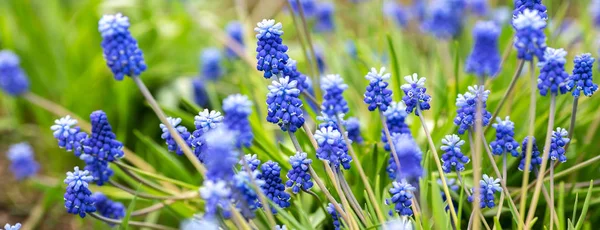 Voorjaarsspandoek Van Prachtige Druivenhyacinten Muscari Bloemen Voorjaarstuin Landschap Panorama Kopieerruimte — Stockfoto