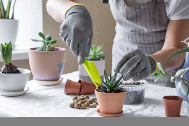 Kadın eli masaya seramik tencereye sulu bir şeyler naklediyor. Ev içi bahçe kavramı - Görüntü