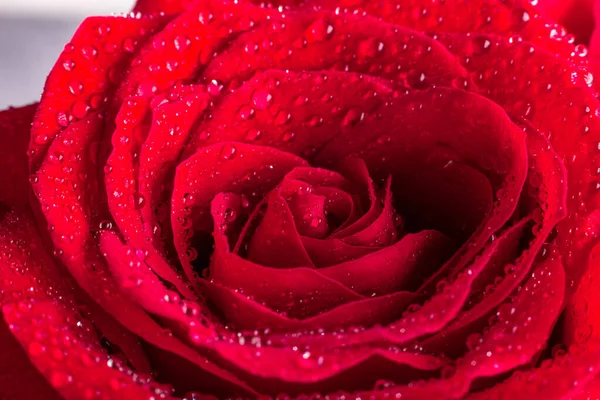 Nahaufnahme Einer Roten Rose Mit Wassertropfen Bild — Stockfoto