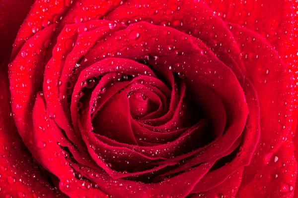 Primer Plano Una Rosa Roja Con Gotas Agua Imagen — Foto de Stock