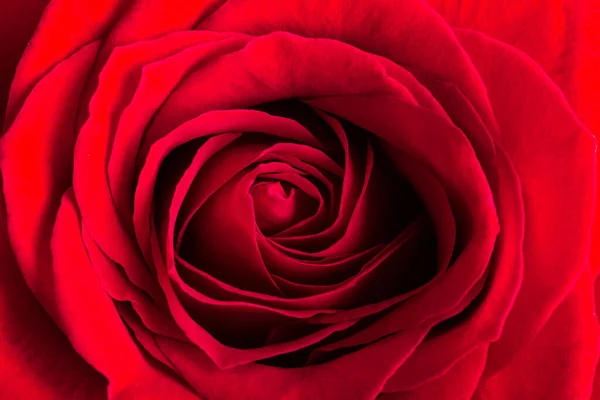 Makroaufnahme Einer Roten Rose Aus Nächster Nähe Bild — Stockfoto