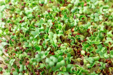 Pencere kenarında hardal var. Mikroçimler büyüyor. Vejetaryen ve sağlıklı beslenme konsepti. Beyaz arka plan. Yakın plan. Boşluğu kopyala