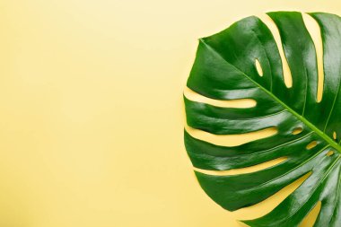 Sarı arka planda tropik yaprak canavarı. Üst Manzara. Düz konum - Resim