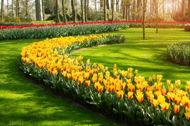 Kırmızı güzel lalelerden oluşan çiçek tarhı. Yeşil çimenler. Parktaki güzel bahar laleleri. Güneş ışığı efekti - Resim