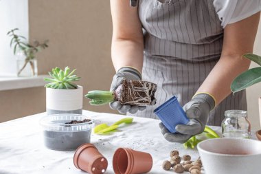 Kadın bahçıvan elleri sümbül tutuyor. Evde bahçıvanlık ve saksıya çiçek ekme kavramı. Yatay Pankart - Resim