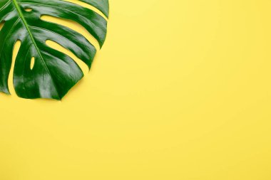 Sarı arka planda tropik yaprak canavarı. Üst Manzara. Düz konum - Resim