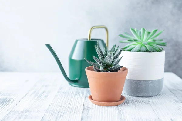 Succulente Vasi Ceramica Annaffiatoio Piante Casa Vaso Cactus Tavolo Bianco — Foto Stock