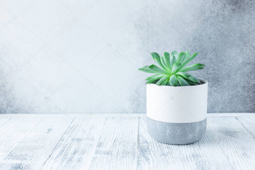 Succulent in ceramic pots. Potted cactus house plants on white table against stone wall - Image