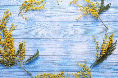 Mimosa çiçekleri mavi ahşap masa üzerinde Yukarıdan görünüm Boşluk Çerçevesini kopyala
