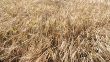 Arpa tarlası. Güzel kırsal alan. Sahada altın arpa kulakları. Zengin hasat konsepti - 4K görüntü