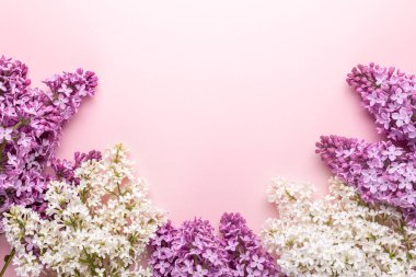 Bahar geliyor pembe arka planda güzel beyaz ve mor leylak brunch 'ları. Üst Manzara. Uzayı kopyala Model - Resim